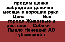 продам щенка лабрадора девочка 2 месяца в хорошие руки › Цена ­ 8 000 - Все города Животные и растения » Собаки   . Ямало-Ненецкий АО,Губкинский г.